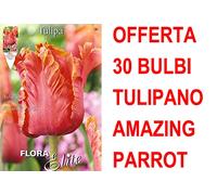 OFFERTA 30 BULBI TULIPANO AMAZING PARROT BULBS BULBES