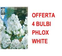 OFFERTA 4 BULBI PHLOX WHITE BULBS BULBES