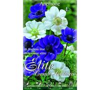 OFFERTA 60 BULBI ANEMONE DE CAEN MIX BLU E WHITE BULBS BULBES