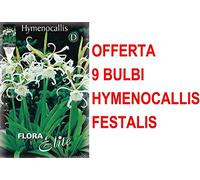 OFFERTA 9 BULBI HYMENOCALLIS ISMENE FESTALIS BULBS BULBES