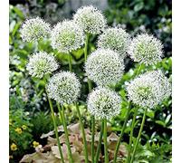 Office Decorazione per matrimonio e compleanno, Allium Rhizome, Winterhart Multicolore Allium, Winterhart Rhizome, gioia nel vostro giardino. -5zwiebeln-F