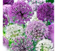 Office - Decorazione per matrimonio e compleanno, Allium Rhizome, Winterhart Multicolore, Rizome, Winterhart Rhizome, gioia nel vostro giardino. -15zwiebeln-B