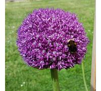 Office - Decorazione per matrimonio e compleanno, Allium Rhizome, Winterhart Multicolore, Rizome, Winterhart Rhizome, gioia nel vostro giardino. -10zwibeln-D