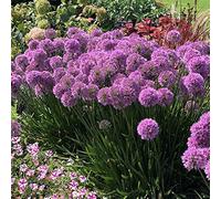 Office - Decorazione per matrimonio e compleanno, Allium Rhizome, Winterhart Multicolore, Rizome, Winterhart Rhizome, gioia nel vostro giardino. -15zwiebeln-G