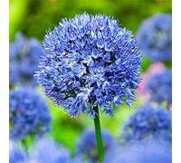 Office - Decorazione per matrimonio e compleanno, Allium Rhizome, Winterhart Multicolore, Rizome, Winterhart Rhizome, gioia nel vostro giardino. -10zwiebeln-J