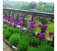 Office - Decorazione per matrimonio e compleanno, Allium Rhizome, Winterhart Multicolore, Rizome, Winterhart Rhizome, gioia nel vostro giardino. -10zwiebeln-C