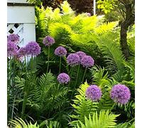 Office Decorazione per matrimonio e compleanno, Allium Rhizome, Winterhart Multicolore, Rizomi Invernali, gioia nel vostro giardino. -15 cipolle