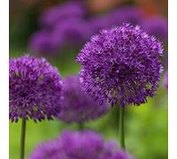 Office - Decorazione per matrimonio e compleanno, Allium Rhizome, Winterhart multicolore, rizomi invernali, gioia nel vostro giardino. -15 cipolle