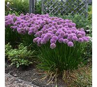 Office Decorazione per matrimonio e compleanno, Allium Rhizome, Winterhart Multicolore, Rizomi Invernali, gioia nel vostro giardino. -15 cipolle