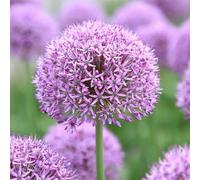 Office Decorazioni per matrimoni e compleanni, Allium, Allium Allium, Allium Grande Allium, gioia nel vostro giardino.-10cipolla-F