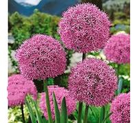 Office Decorazioni per matrimoni e compleanni, Allium, Allium Allium, Allium Grande Allium, gioia nel vostro giardino