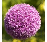 Office Decorazioni per matrimoni e compleanni, Allium, Allium Allium, Allium Grande Allium, gioia nel vostro giardino.-8 cipolle I