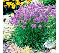 Office Decorazioni per matrimoni e compleanni, Allium, Allium Allium, Allium Grande Allium, gioia nel vostro giardino.-8 cipolle