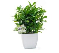 OFFIDIX Piante Artificiali Mini Eucalyptus in plastica con Vaso Quadrato per scrivania, Piante finte per la casa in Finta pianta con vasi in plastica per la Decorazione Domestica