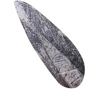 OFFIGAM Specimen Fossile Orthoceras in Minerale Nero, Decorazione per Festa e Arricchimento Conoscenze Studenti, per Laboratorio Paleontologia Didattico