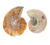 OHPHCALL 2 Pezzi Campione Fossile Ammonite Decorazione Naturale per Laboratorio e Insegnamento Paleontologico Materiale Educativo Sicuro e Collezionabile per Scienze e Archeologia