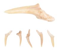 OHPHCALL Collana da Uomo Regolabile Ciondolo a Forma di Dente di Squalo Fossile, Set da 6 Pezzi, Gioielli Naturali e Ragazzi, per Uso Quotidiano e Regali Educativi