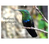 Oiseaux exotiques (Calendrier mural 2026 DIN A2 vertical), CALVENDO calendrier mensuel: Oiseaux exotiques du monde entier