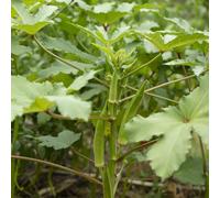 okra - baccelli di okra semi di resistenti giardino orticole giardino resistenti in vaso Aiuole rialzate per il Semi biologici, 350semi
