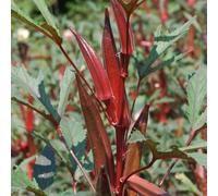 okra biologico giardino balcone interna decorazioni esterni 225semi