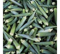 okra interno resistenti in vaso decorazione balcone antiche 115semi