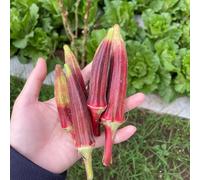 okra perenne resistenti giardino del balcone semi gombo giardino perenne resistenti rocce ufficio estremamente inverno 250pcs