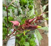 okra perenne resistenti semi gombo giardino rocce estremamente resistenti semi giardino organici 250pcs