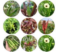 okra perenne resistenti semi gombo interni giardino rocce bonsái decorazione interna inverno giardino decorativo balcone 10pcs