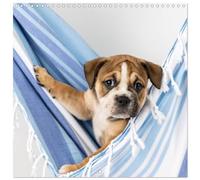 Old English Bulldog Puppy in the hammock (Wall Calendar 2026 12" x 24" / 30 x 60 cm (aperto) Calvendo 12 Month Wall Calendar