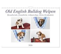 Old English Bulldog Welpen (Wandkalender 2026 DIN A4 quer), CALVENDO Monatskalender: Kleine bezaubernde Kraftpakete