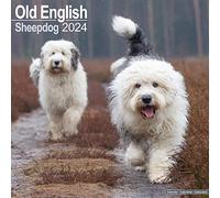 Old English Sheepdog Calendar 2024 Square Dog Breed Wall Calendar - 16 Month