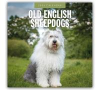Old English Sheepdogs - Bobtail 2026 - 16-Monatskalender: Original Red Robin Publishing Ltd-Kalender [Mehrsprachig] [Kalender]
