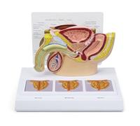 OLDMFZP Modello di Bacino Maschile, Anatomia Umana con Struttura della prostata in 3D for l'insegnamento della fisiologia, apparato riproduttivo, studi Medici, aule, risorse di apprendimento Medico