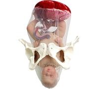 OLDMFZP Modello di Parto pelvico Femminile for Formazione ostetrica con Neonato separabile e pelvi con cordone ombelicale separabile for Studio didattico in ginecologia, Modello Medico(B)