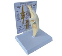 OLDMFZP Modello di Scheletro di Cane, Canino, articolazione del Ginocchio, Anatomia del legamento Canino, Funzione for Anatomia Medica, Modello Chirurgico dei meridiani, Scheletro Ombra Anatomia