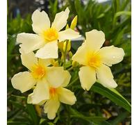 Oleandro a cespuglio Giallo "Nerium Oleander" pianta in vaso ø18 cm Vivaio di Castelletto