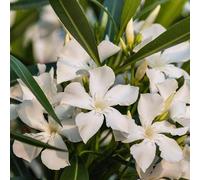 Oleandro Bianco "Nerium Oleander" pianta in vaso ø9 cm - Vivaio di Castelletto
