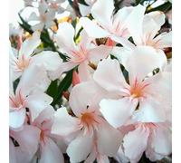 Oleandro Bianco Rosato Alsace "Nerium Oleander" pianta in vaso ø9 cm Vivaio di Castelletto