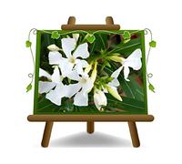Oleandro (Nerium Oleander) Bianco pianta ornamenta su Vaso 26 cm Altezza 100 cm