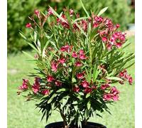 oleandro riverdimento tetti semi biologici estivi giardino balcone primavera decorativi interni esotici perenni resistenti 16pcs