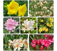 oleandro - semi primaverili da giardino interni semi da giardino arbusti resistenti per giardini rocce 4pcs