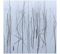 Olhava - Frozen Bloom