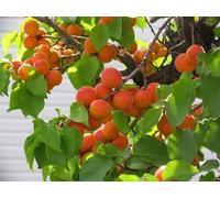 Olio Albicocca Bio Vergine Puro 1 Litro