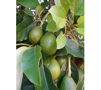 Olio di Avocado Bio Vergine Puro 1 Litro