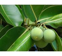 Olio Di Calophylle Inophylle Tamanu Vegetale Vergine Puro 500 ML