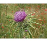 Olio Di Cardo Bio Vergine Puro 100 ML