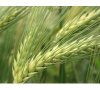 Olio Di Germe Di Grano Biologico Vergine Puro 50 Ml