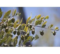 Olio Di Jojoba Bio Vergine Puro 100 ML