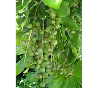Olio Di Macadamia Bio Vergine Puro 50 ML