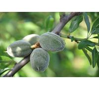 Olio Di Mandorla Dolce Bio Vergine Puro 50 Ml